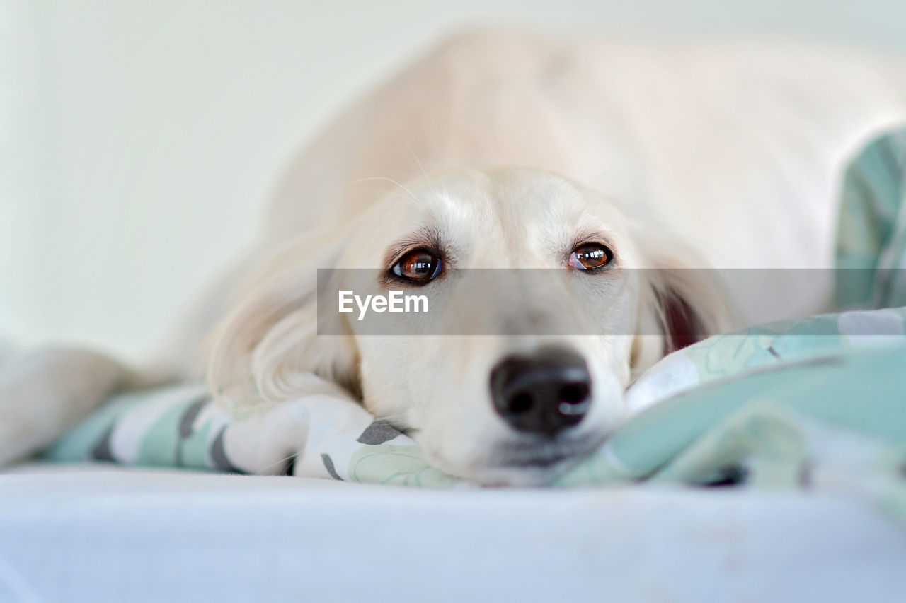 dog, canine, pet, domestic animals, mammal, one animal, animal, animal themes, puppy, retriever, indoors, portrait, domestic room, furniture, relaxation, lying down, cute, selective focus, looking at camera, labrador retriever, golden retriever, young animal, bed, bedroom, close-up, nose, no people, skin
