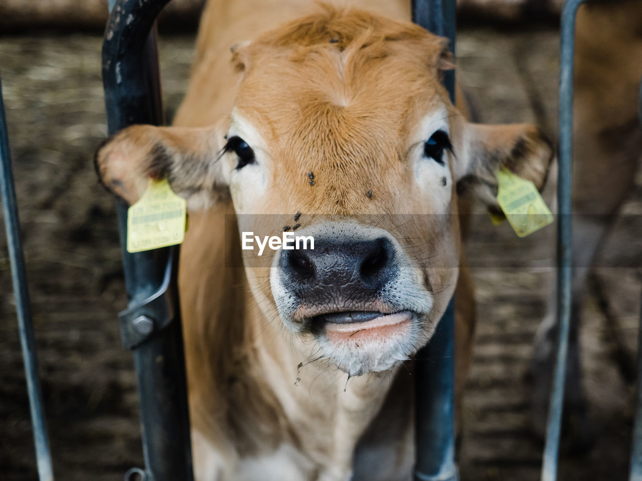 PORTRAIT OF COWS