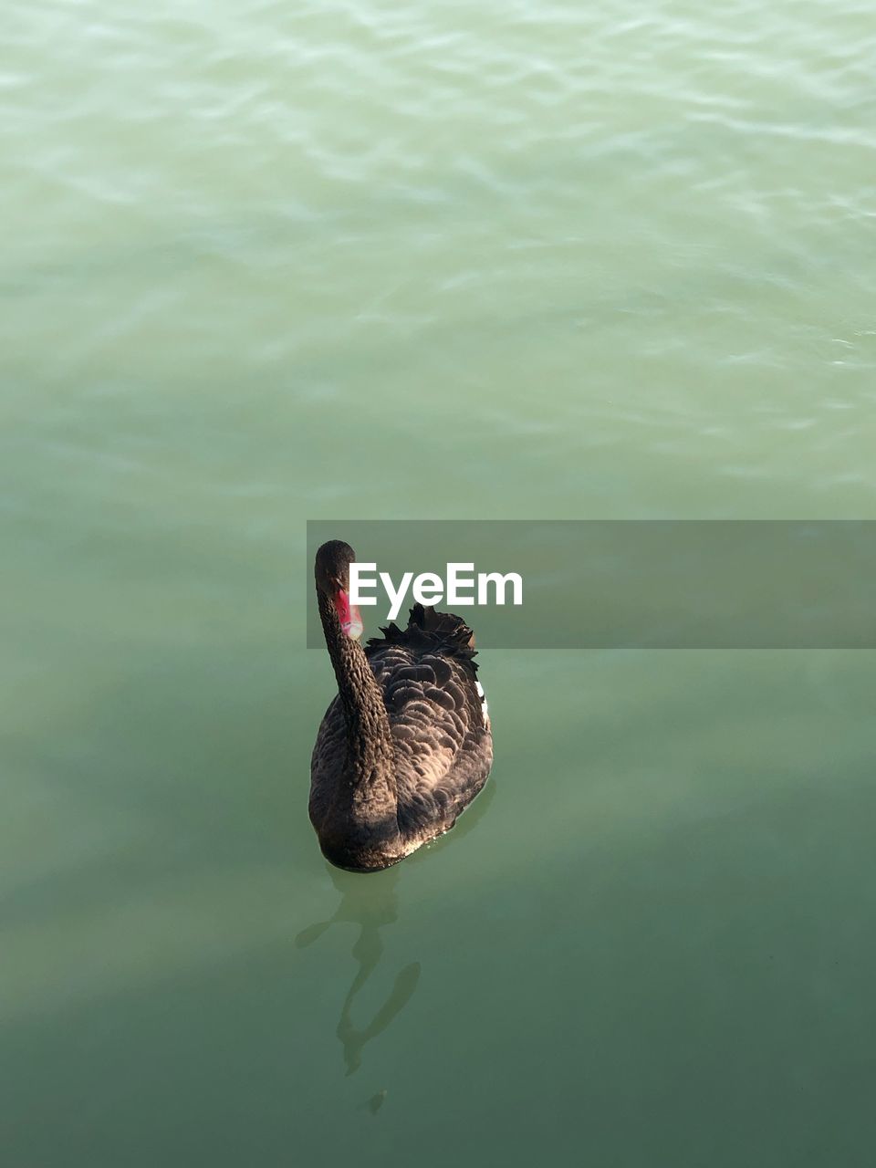 High angle view of swan swimming in lake