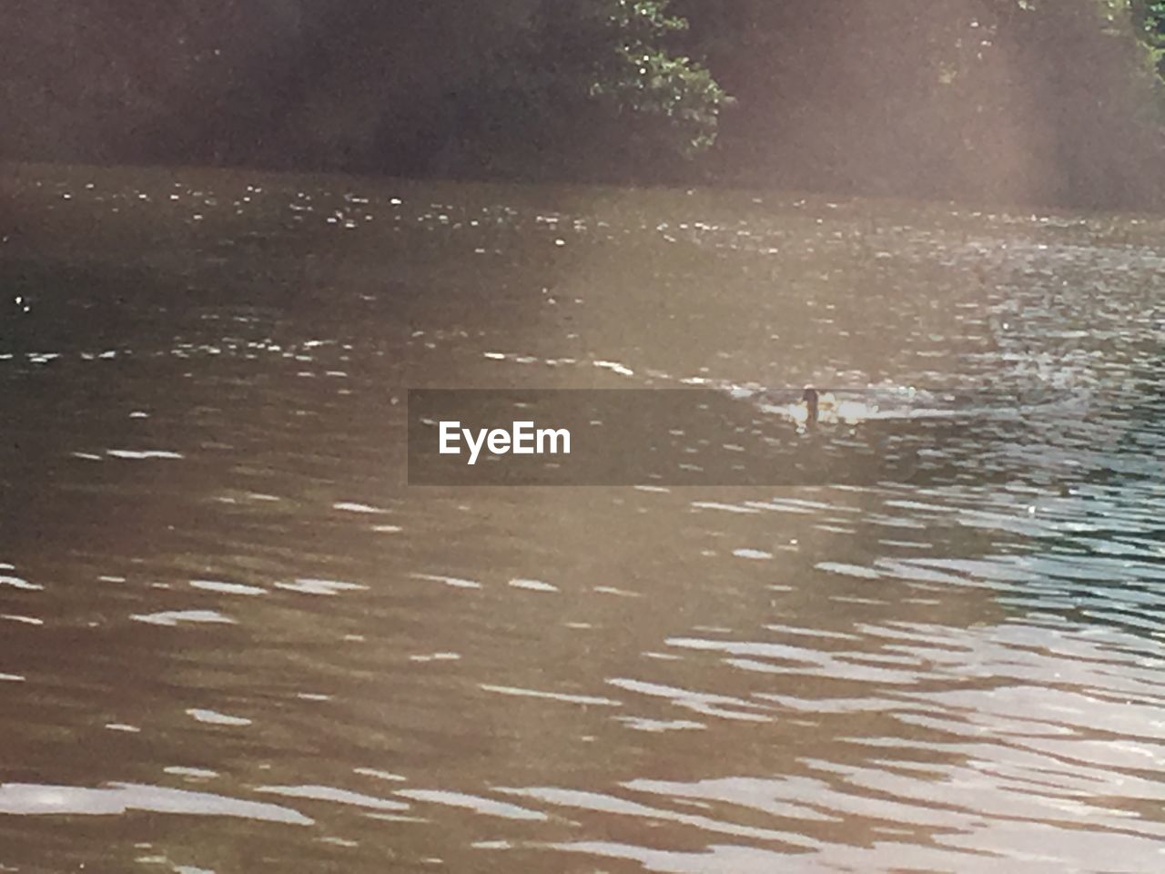 SWANS SWIMMING IN LAKE