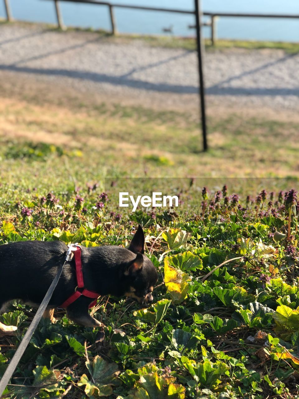 VIEW OF A DOG LOOKING AWAY