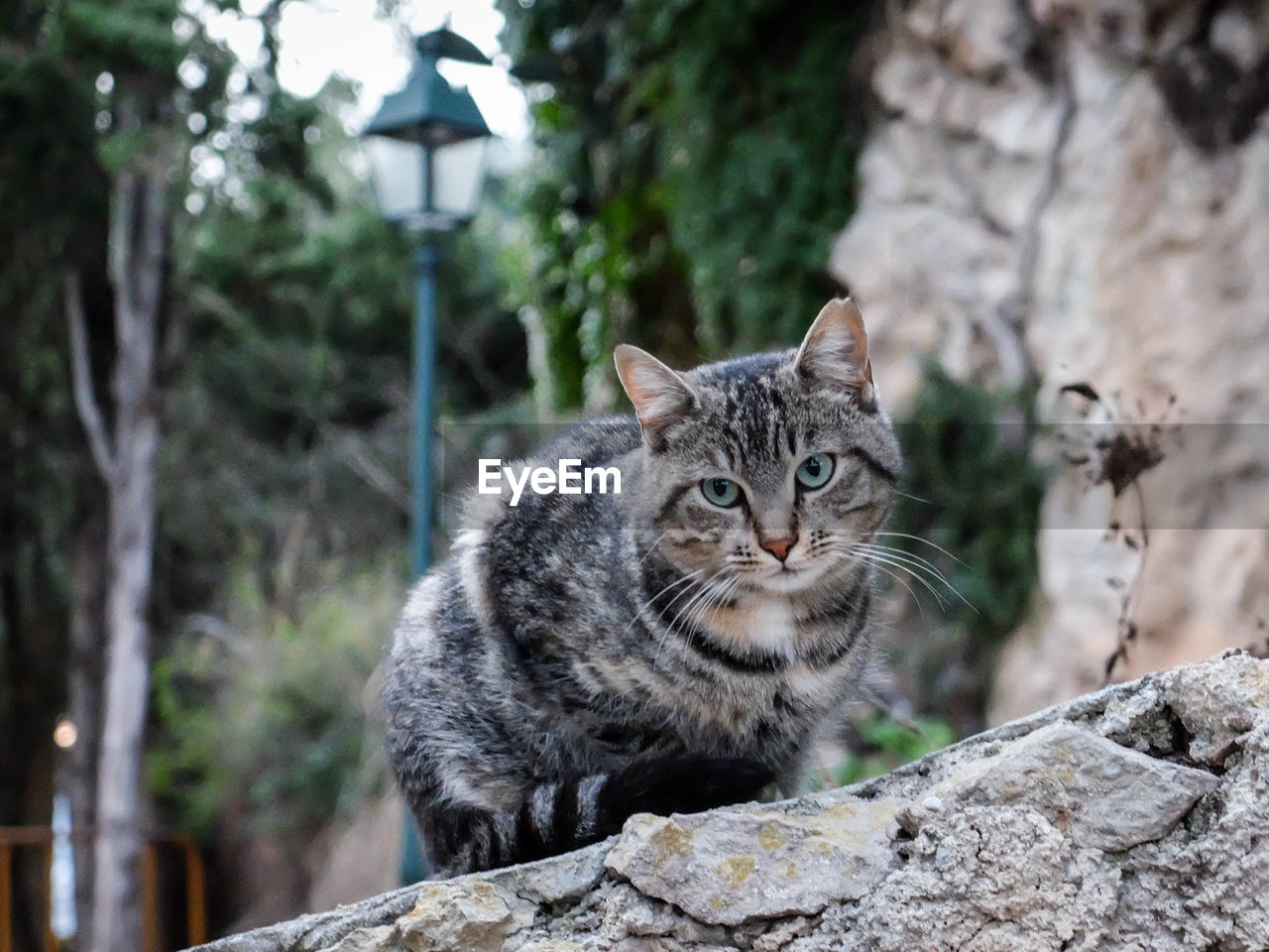 Portrait of tabby cat sitting on rock