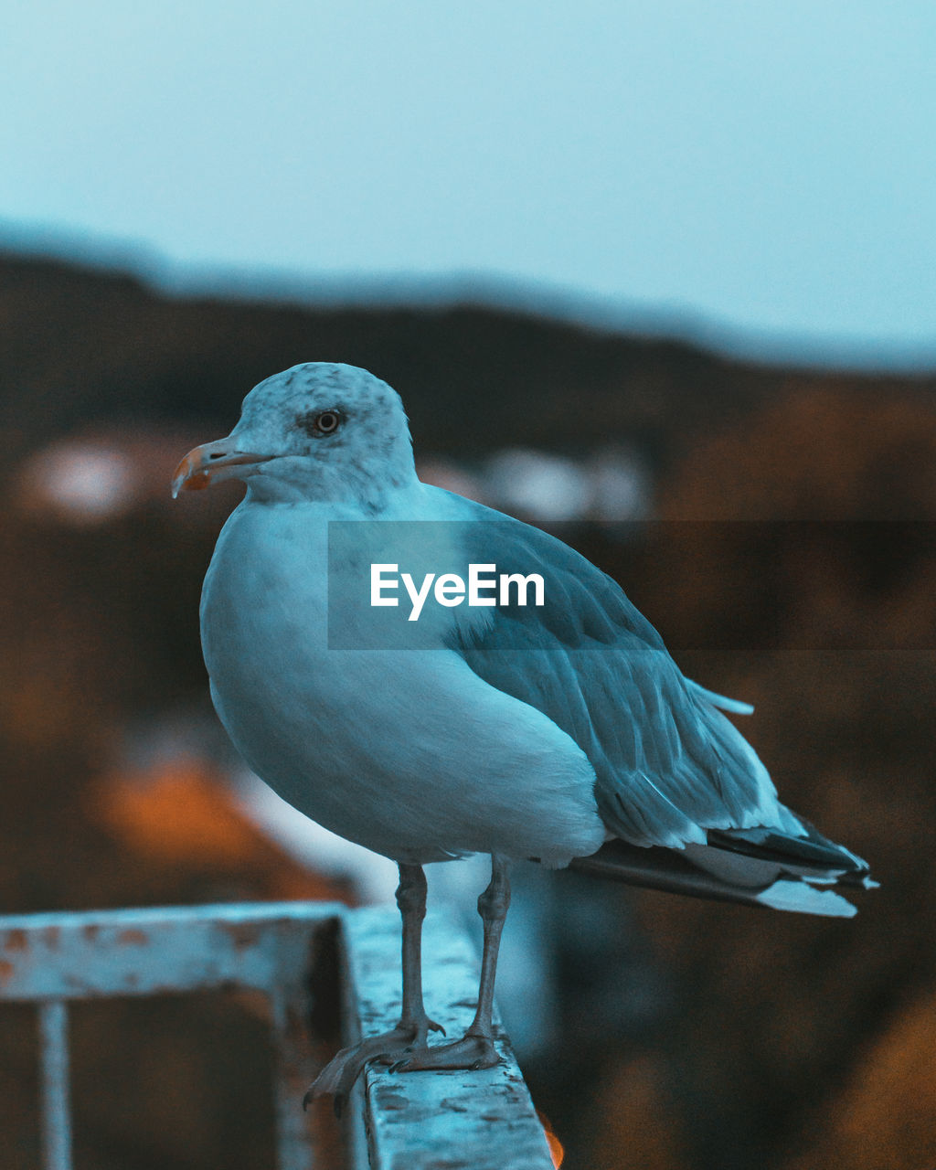 CLOSE-UP OF SEAGULL