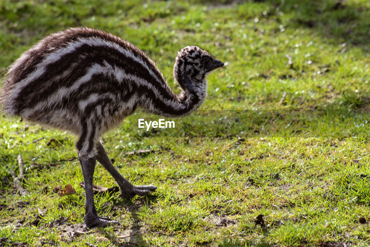 Side view of a young emu on field