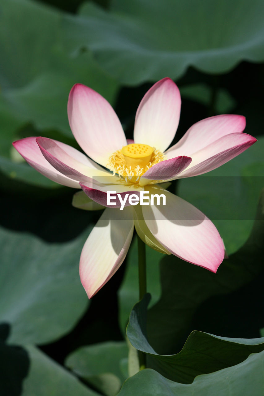 flower, flowering plant, plant, beauty in nature, freshness, aquatic plant, petal, water lily, leaf, flower head, nature, plant part, close-up, proteales, pink, inflorescence, fragility, lotus water lily, pond, growth, lily, water, no people, pollen, macro photography, city car, blossom, outdoors, green, focus on foreground, springtime, yellow, botany