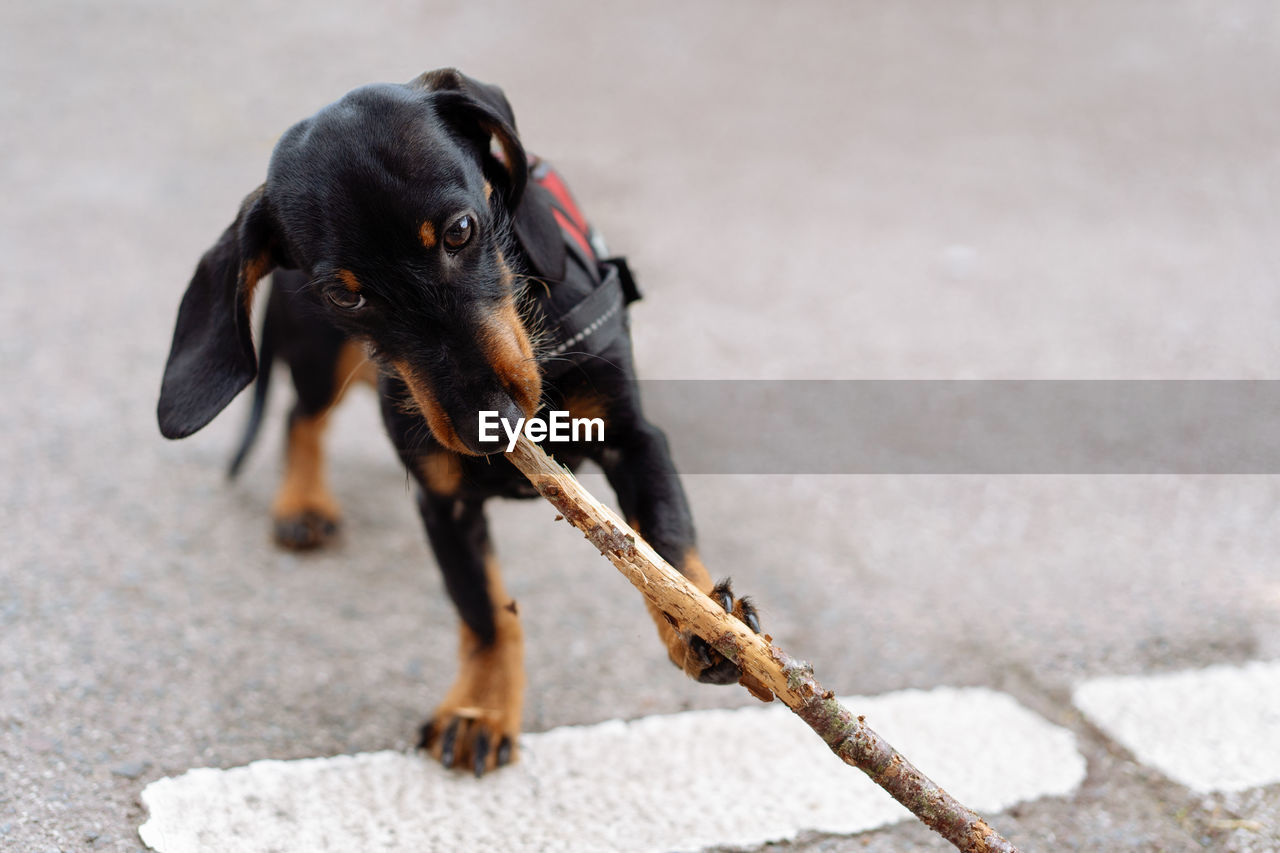 high angle view of dogs walking on street