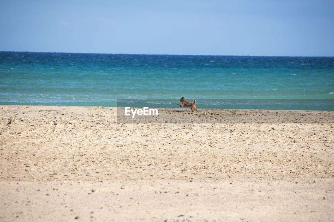 Full length of dog running on beach against sea
