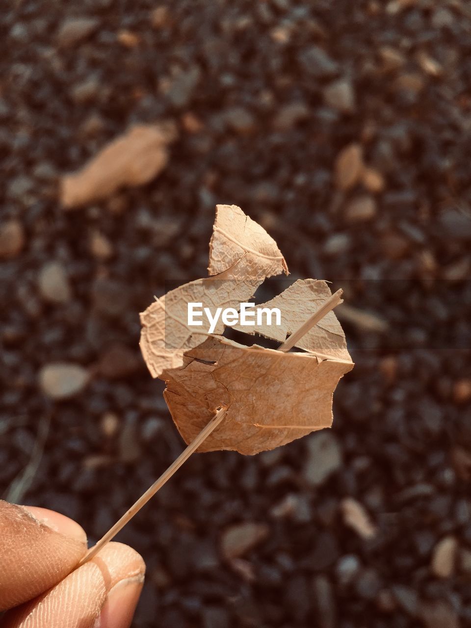 CLOSE-UP OF HAND HOLDING LEAF AGAINST ORANGE LEAVES