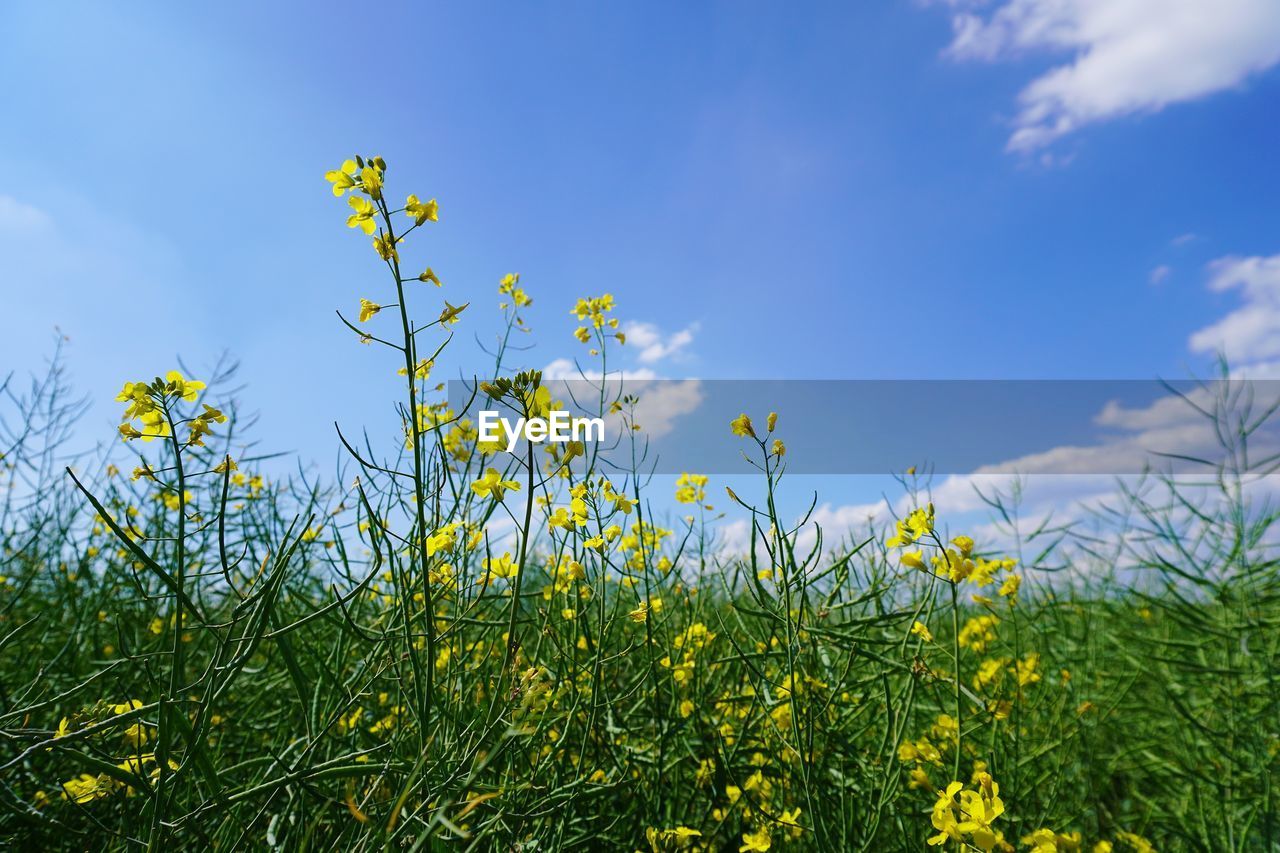 LOW ANGLE VIEW OF YELLOW FLOWERING PLANTS AGAINST SKY
