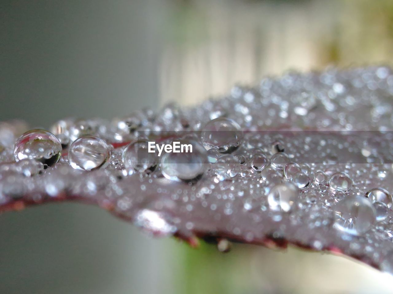WATER DROPS ON LEAF
