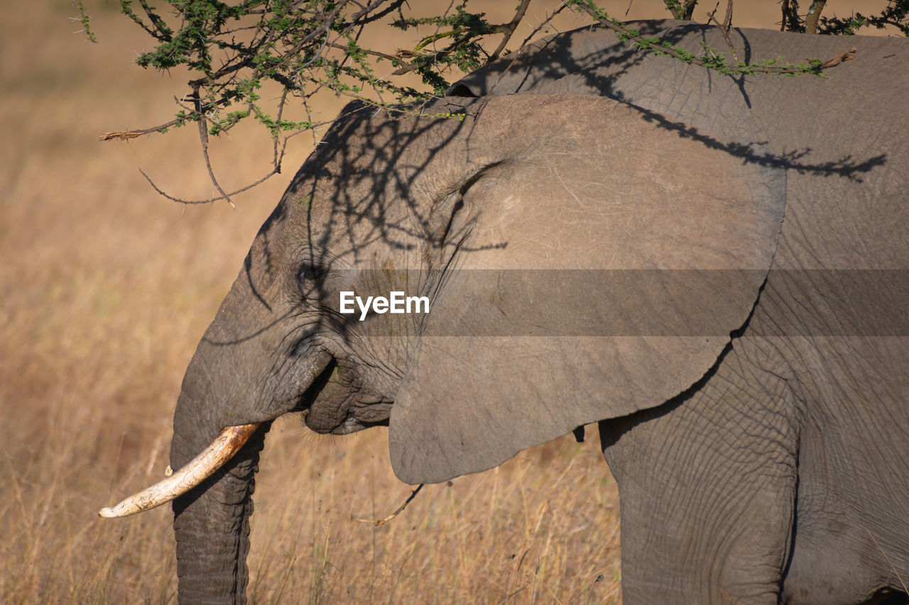 animal themes, animal, animal wildlife, elephant, indian elephant, wildlife, mammal, african elephant, safari, animal body part, one animal, no people, plant, tree, nature, tourism, savanna, side view, outdoors, travel destinations, tusk, day, environment, travel, beauty in nature, animal trunk