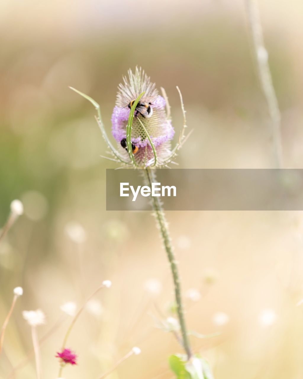 CLOSE-UP OF PURPLE DANDELION FLOWER