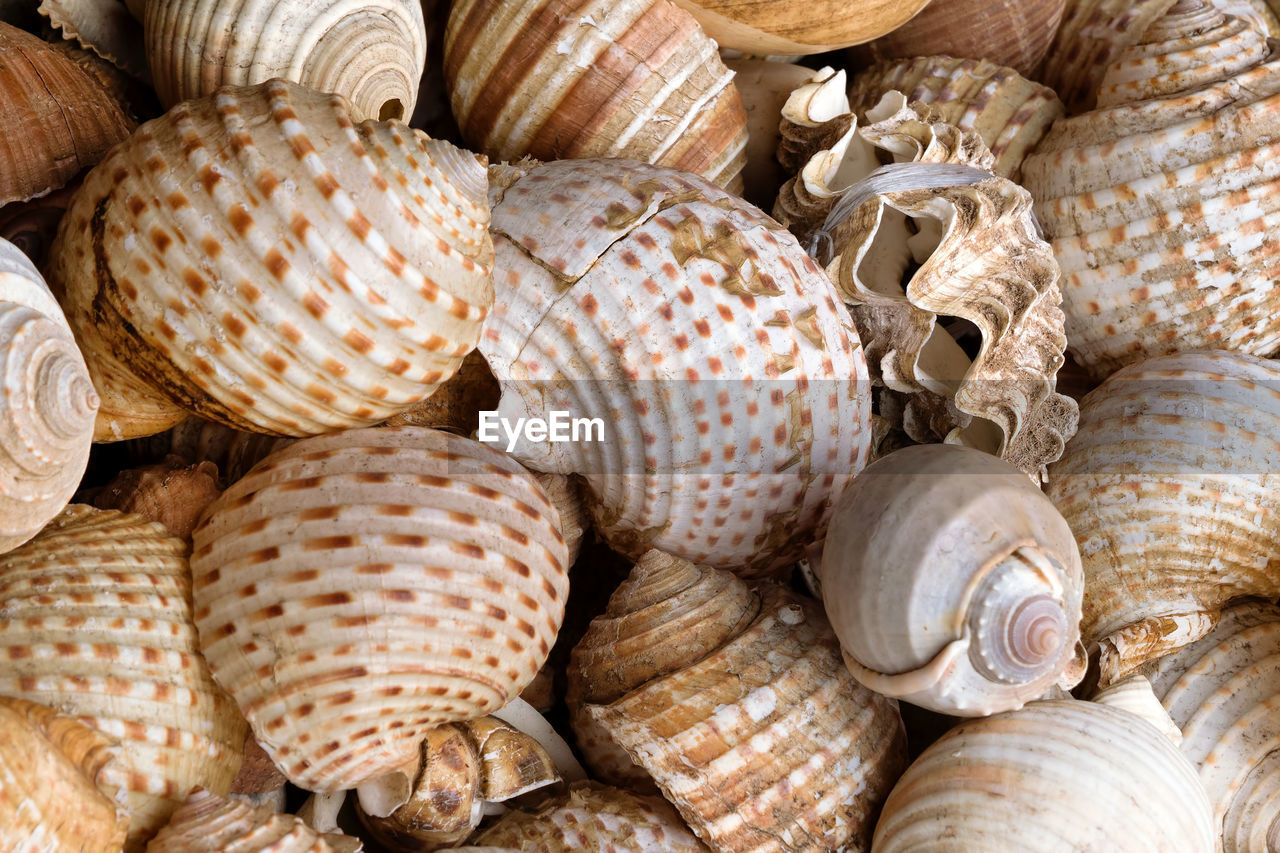 High angle view of seashells