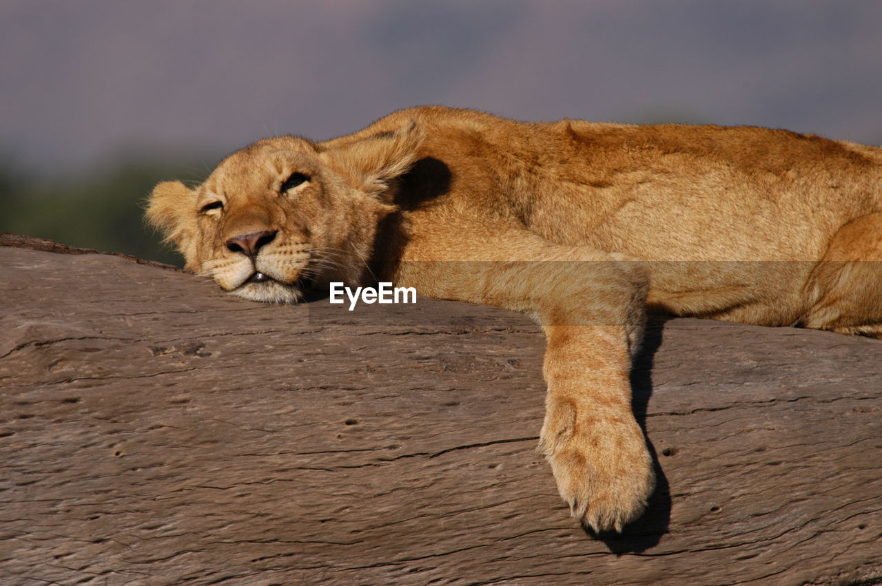 Lazy young lion living in masai mara, kenya