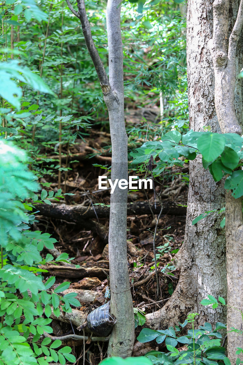 CLOSE-UP OF TREE TRUNKS IN FOREST