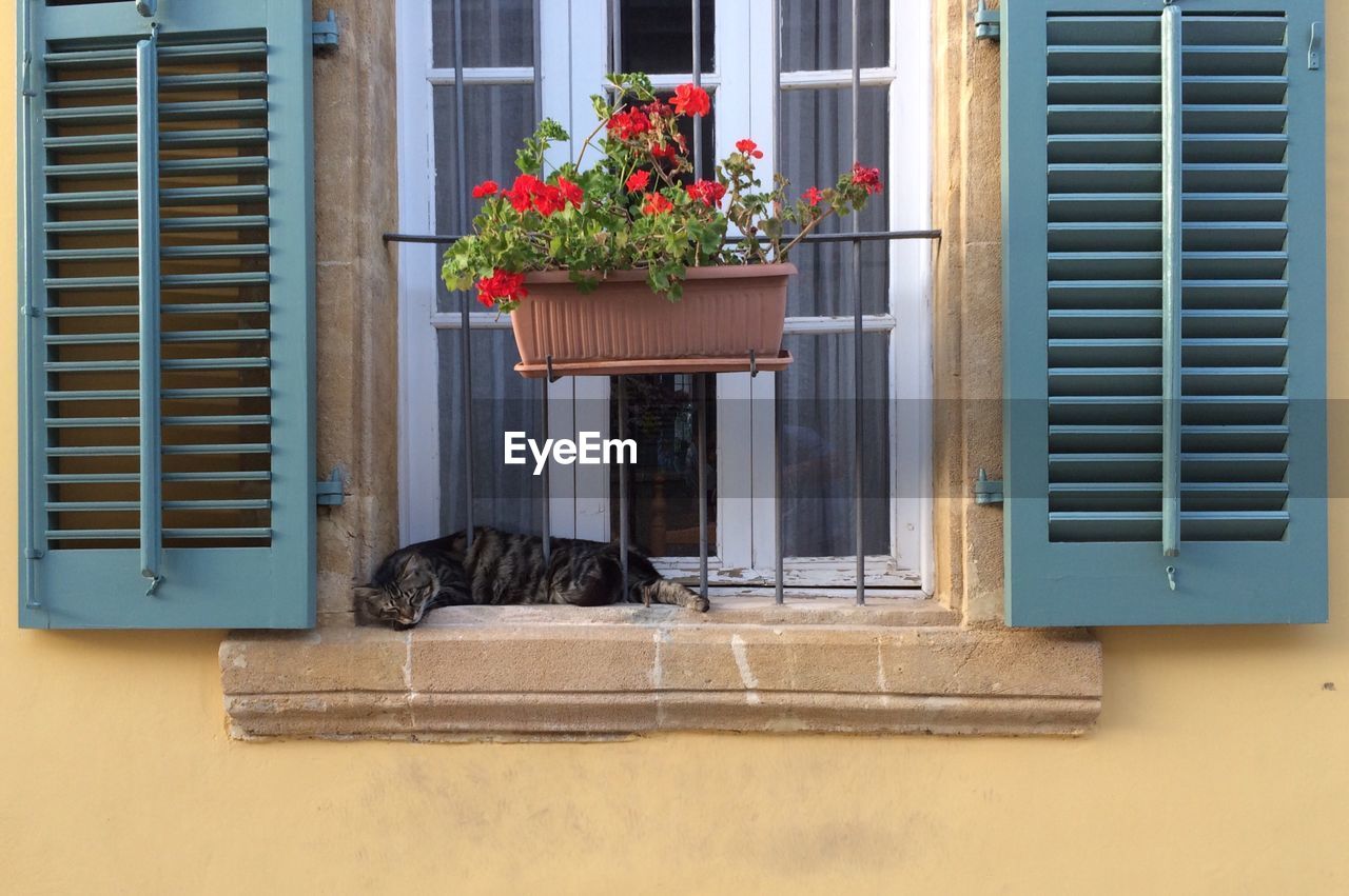 View of cat in window