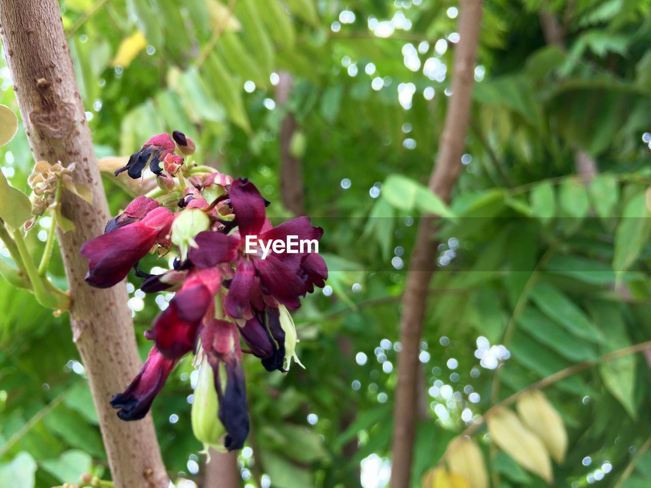 CLOSE-UP OF FLOWERS ON TREE