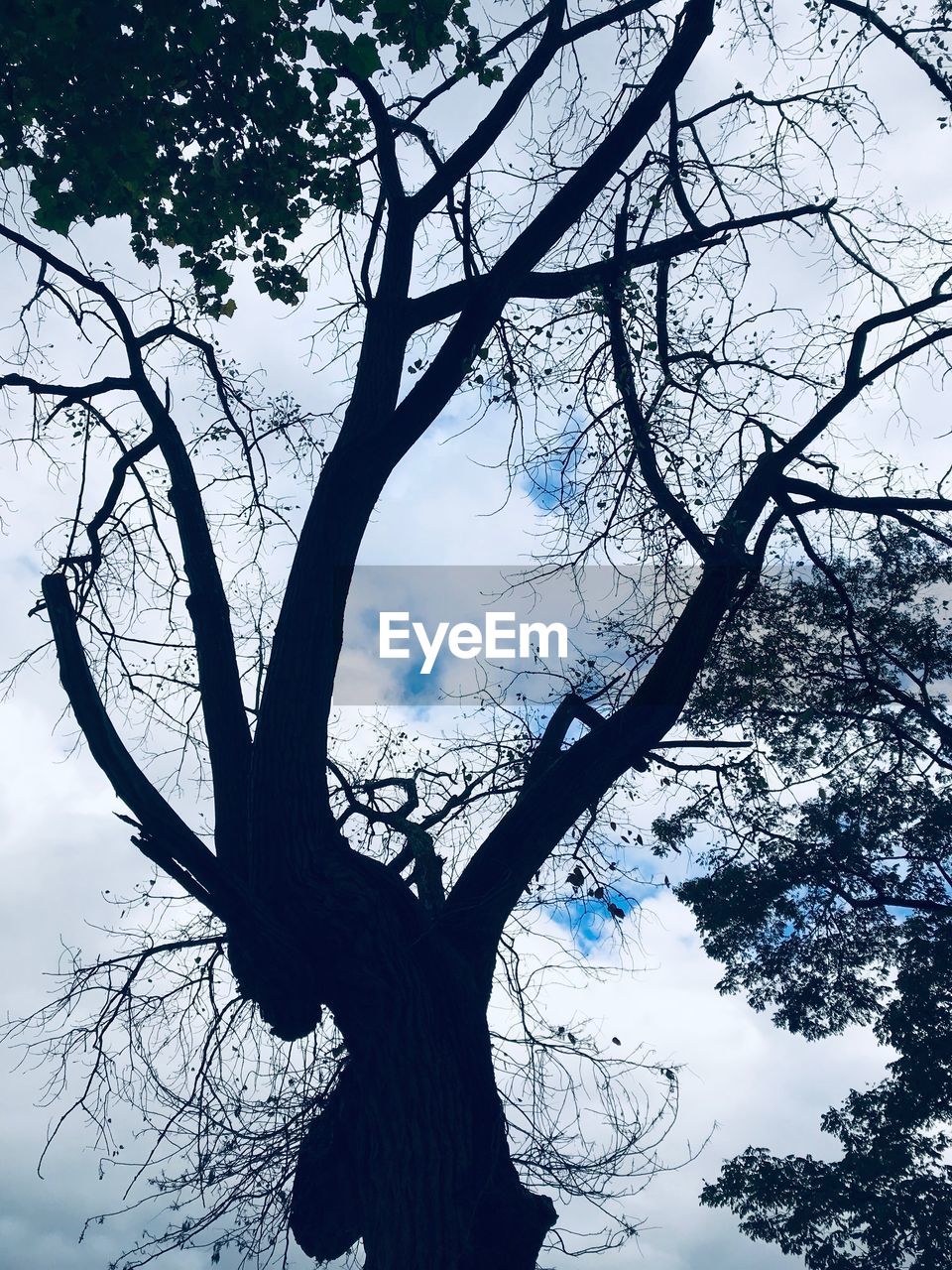 SILHOUETTE OF BARE TREE AGAINST SKY