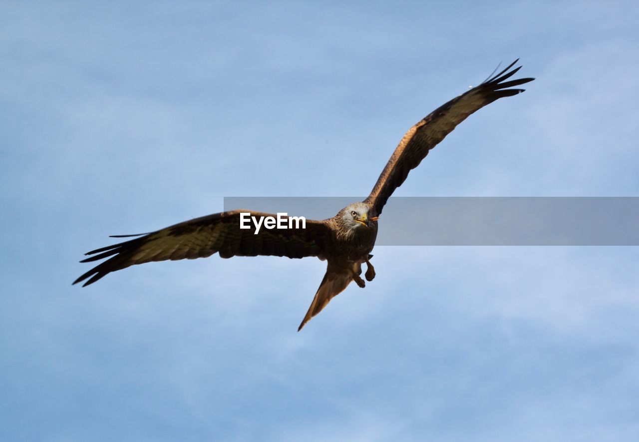 Low angle view of red kite flying in sky