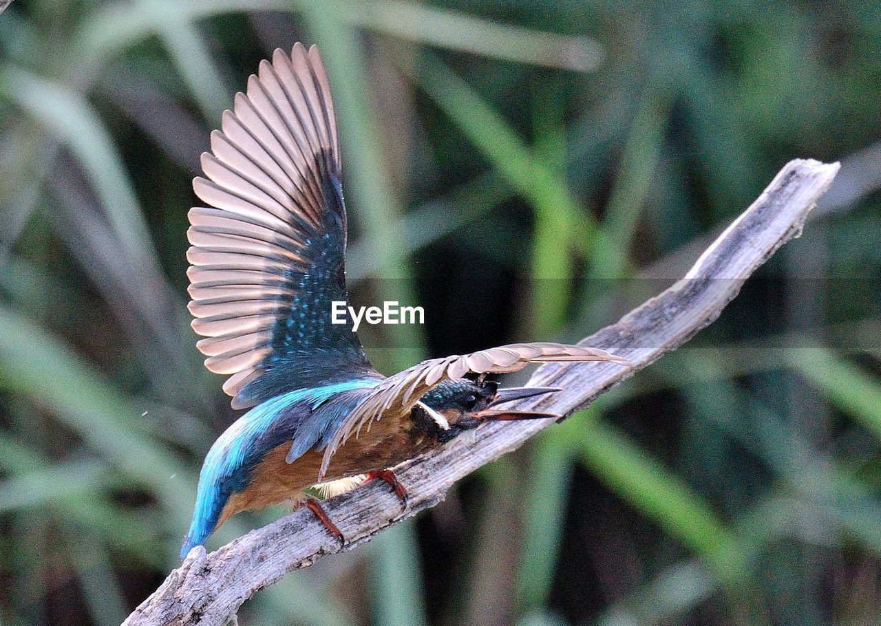 CLOSE-UP OF A BIRD FLYING AGAINST BLURRED PLANTS