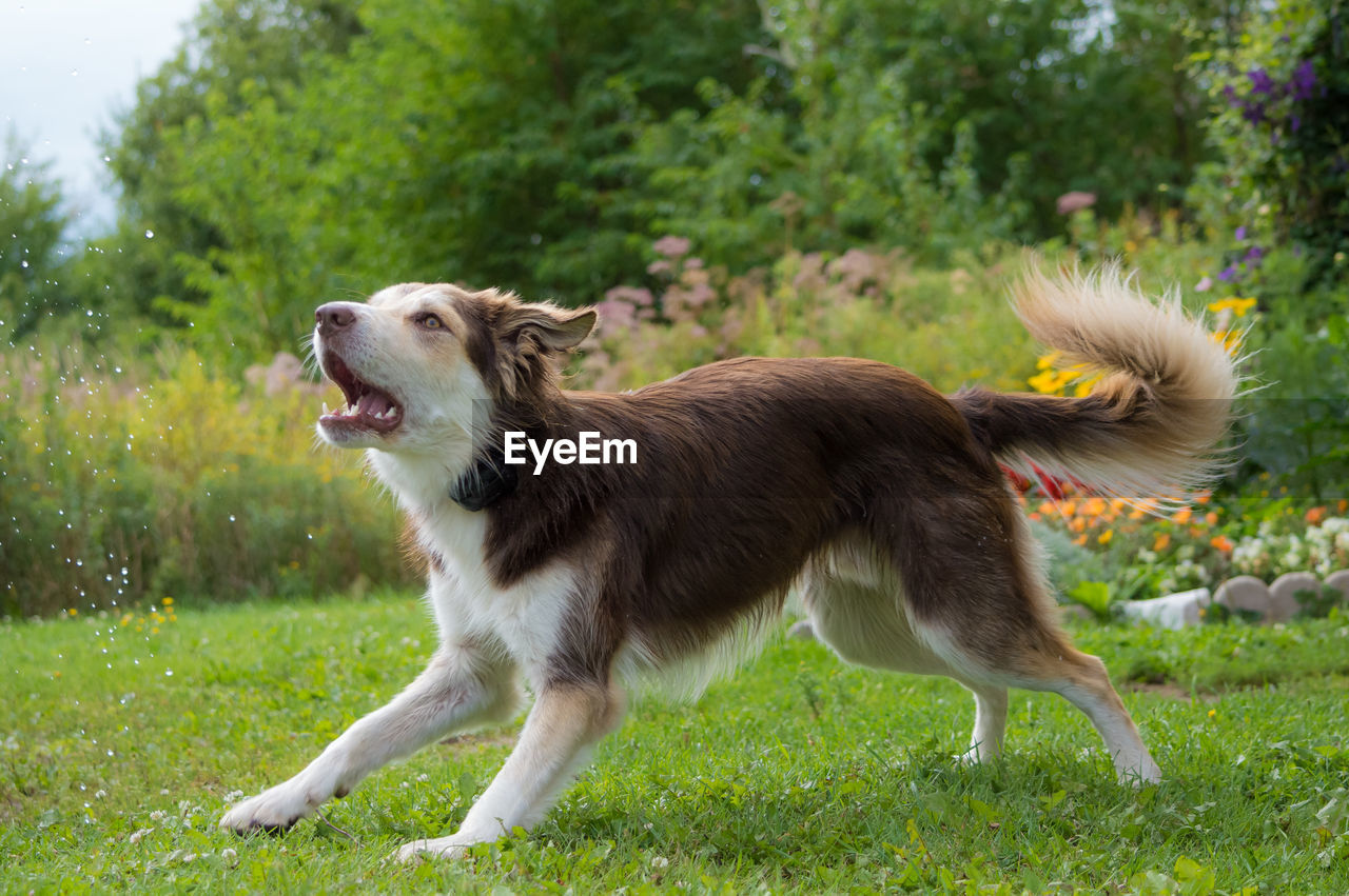 Close-up of dog on field