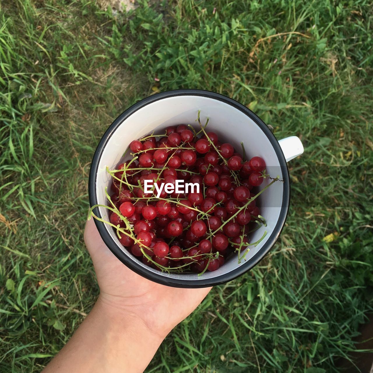 Cropped hand holding red currants in container on field