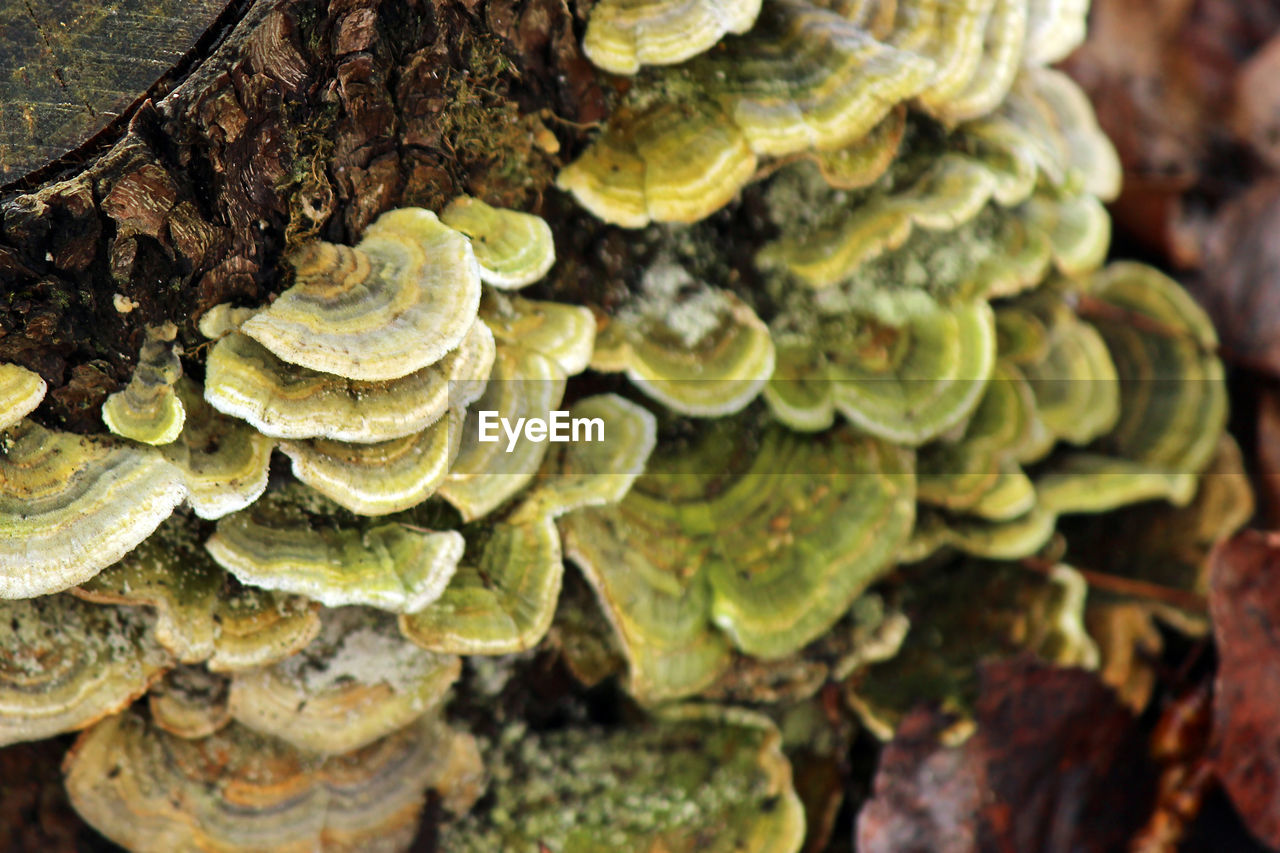 Close-up of mushrooms on log