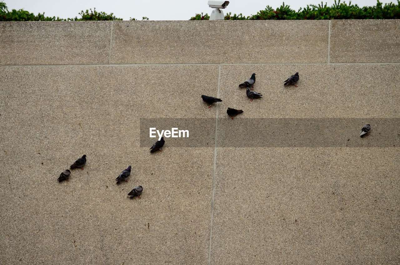  birds on the wall