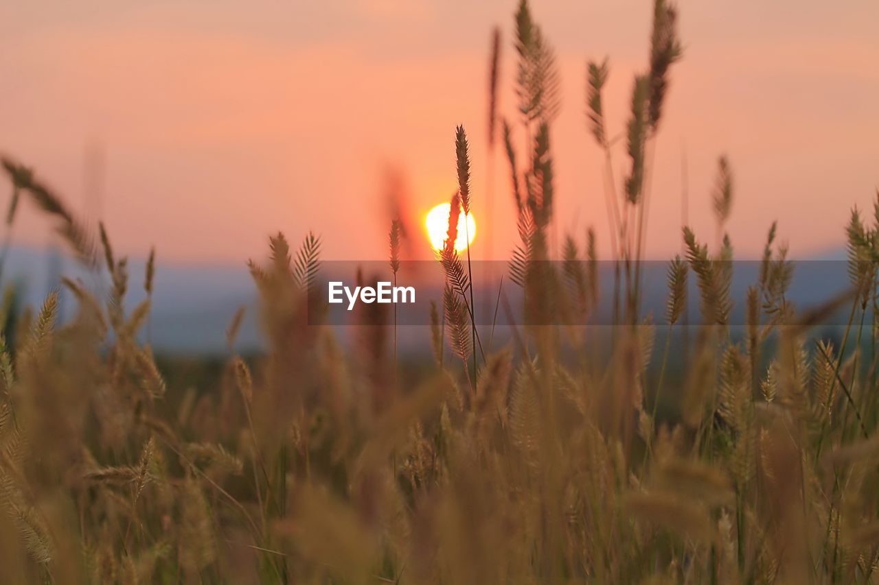 CLOSE-UP OF STALKS IN FIELD AGAINST SUNSET