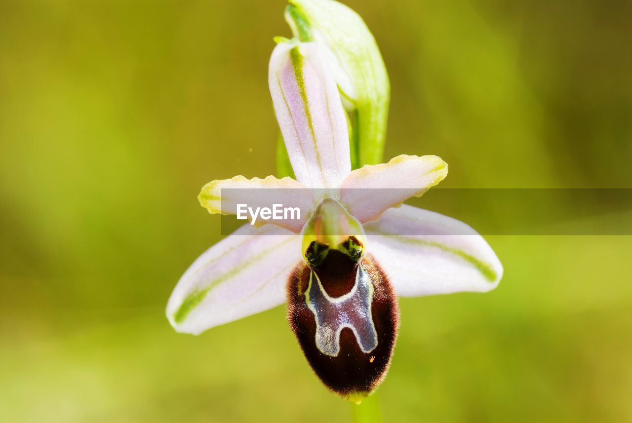 CLOSE-UP OF INSECT POLLINATING ON PURPLE FLOWER