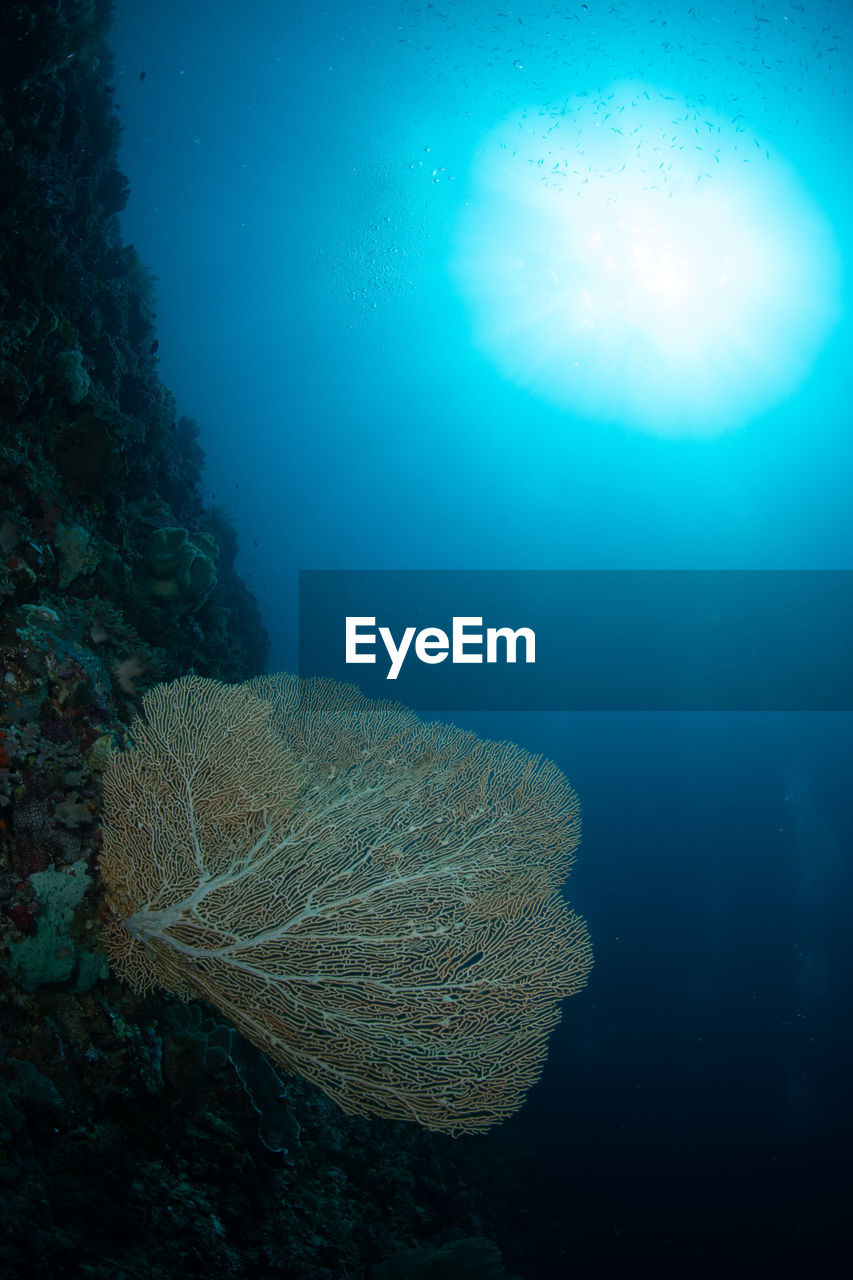 VIEW OF JELLYFISH SWIMMING UNDERWATER