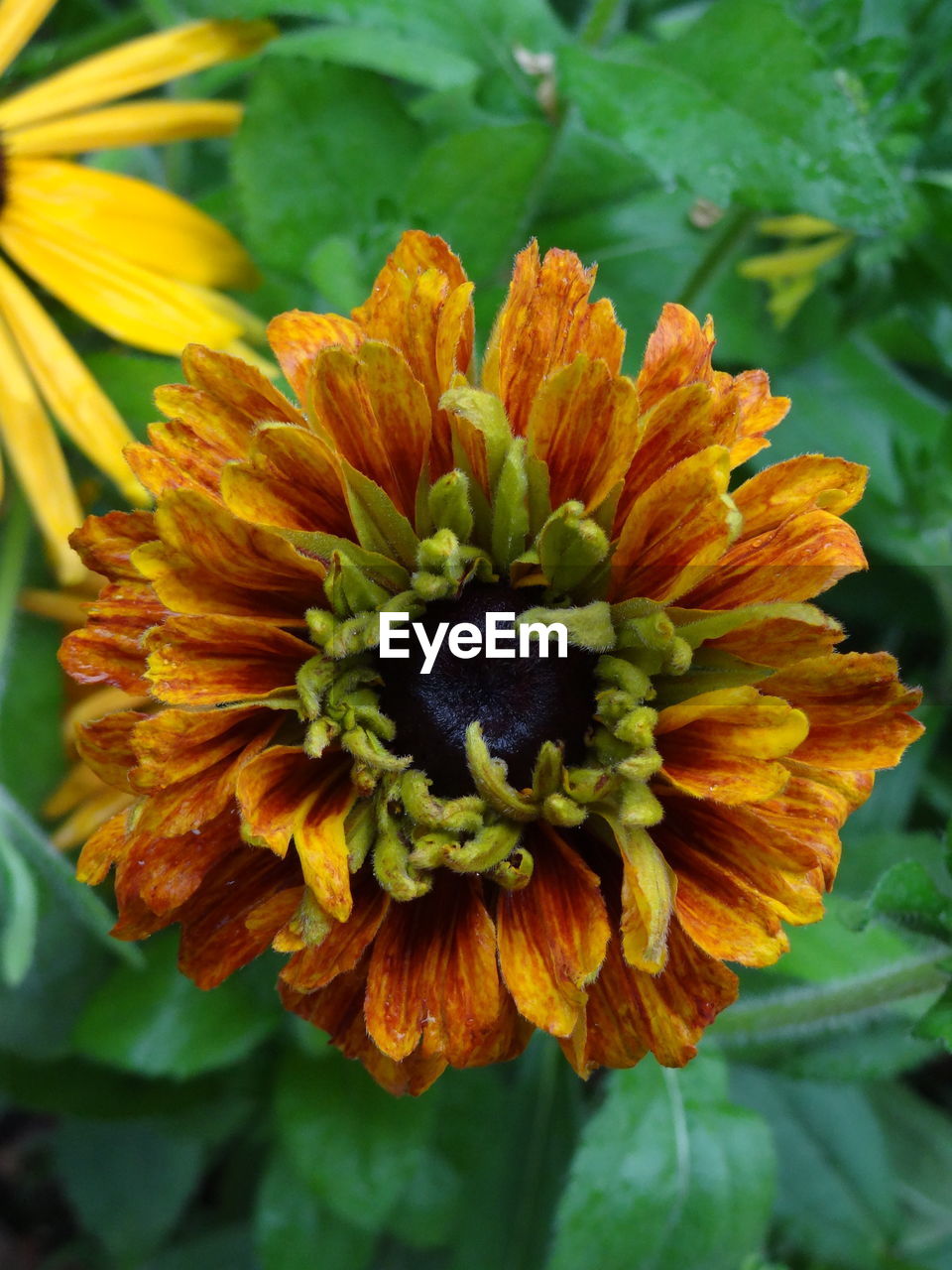 CLOSE-UP OF ORANGE FLOWERS BLOOMING OUTDOORS