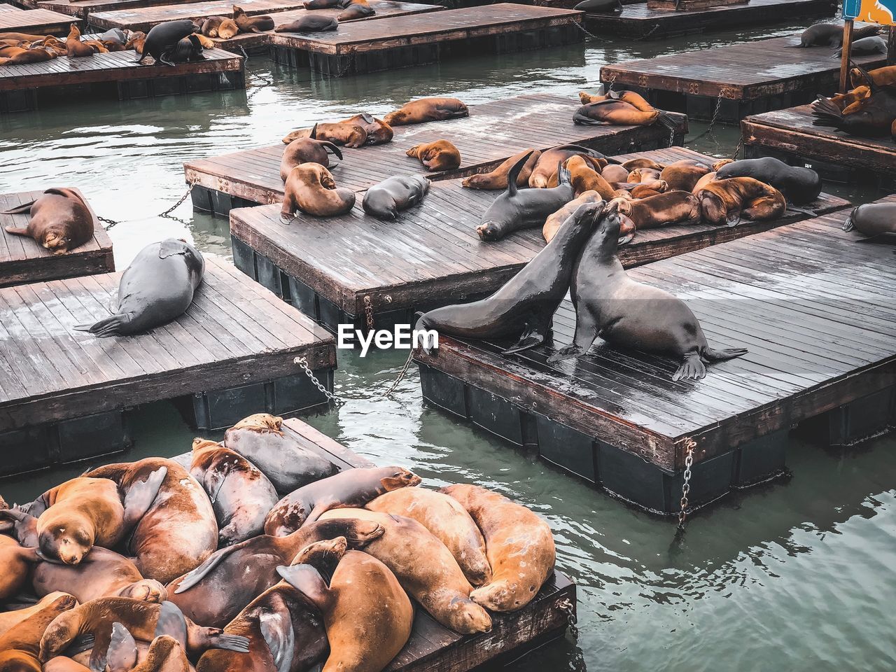 High angle view of seals relaxing on floating platforms over sea