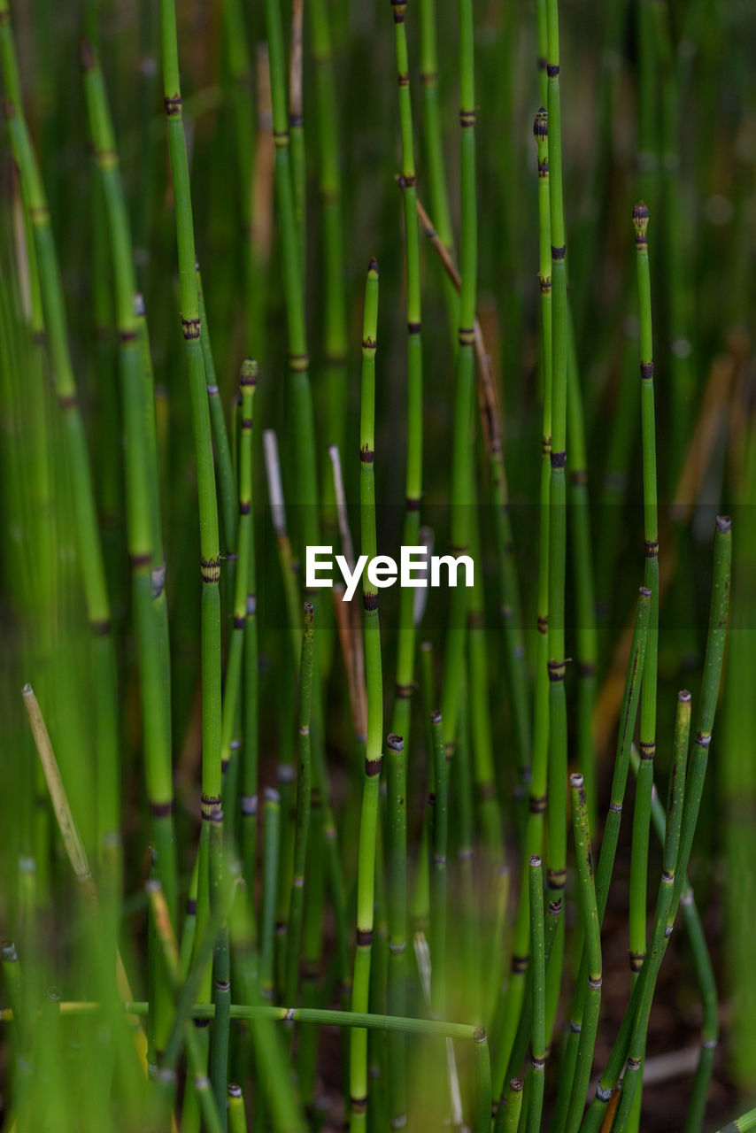 Close-up of bamboo plants on field