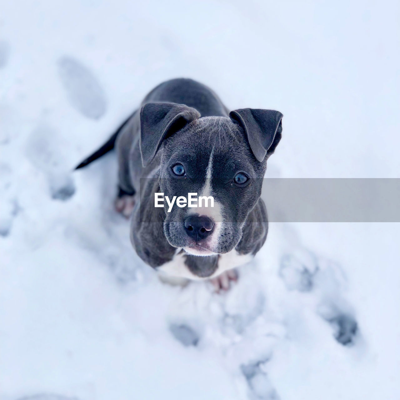 HIGH ANGLE VIEW OF DOG IN SNOW