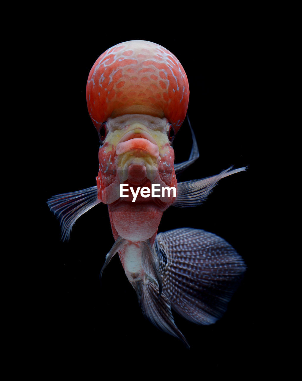 Close-up of flowerhorn cichlid swimming against black background