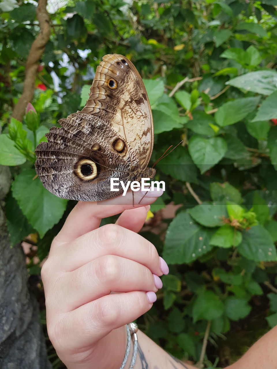 CLOSE-UP OF BUTTERFLY ON HAND HOLDING LEAF