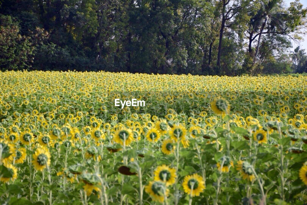 Scenic view of oilseed rape field