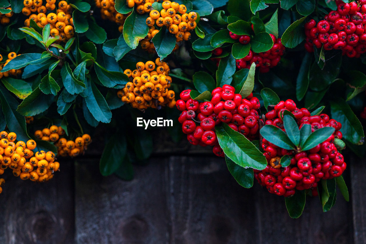 CLOSE-UP OF RED BERRIES ON PLANTS