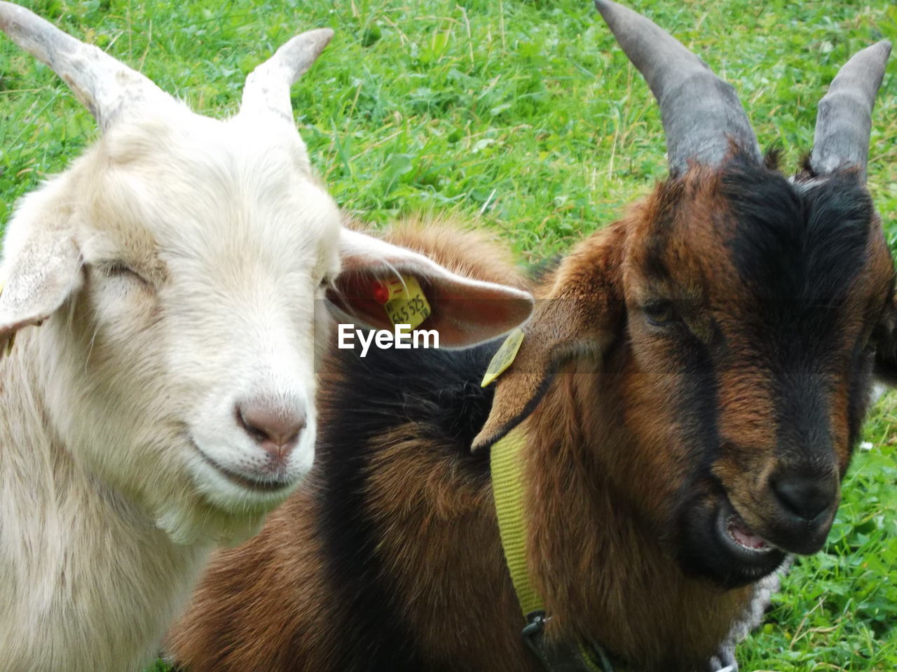 Goats standing on field