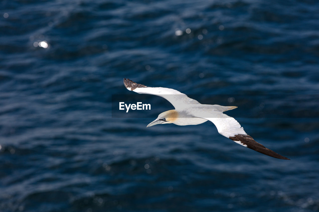 Gannets over the water