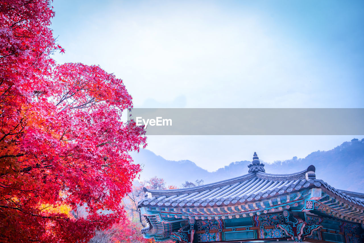 LOW ANGLE VIEW OF TREES AND BUILDINGS AGAINST SKY