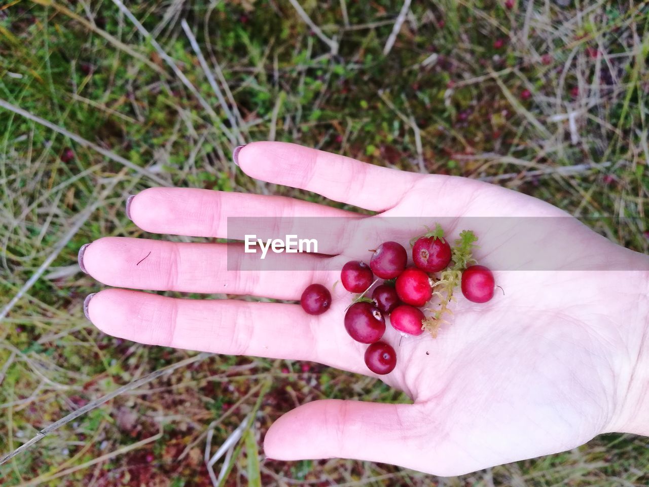 CLOSE-UP OF HAND HOLDING RED BERRIES