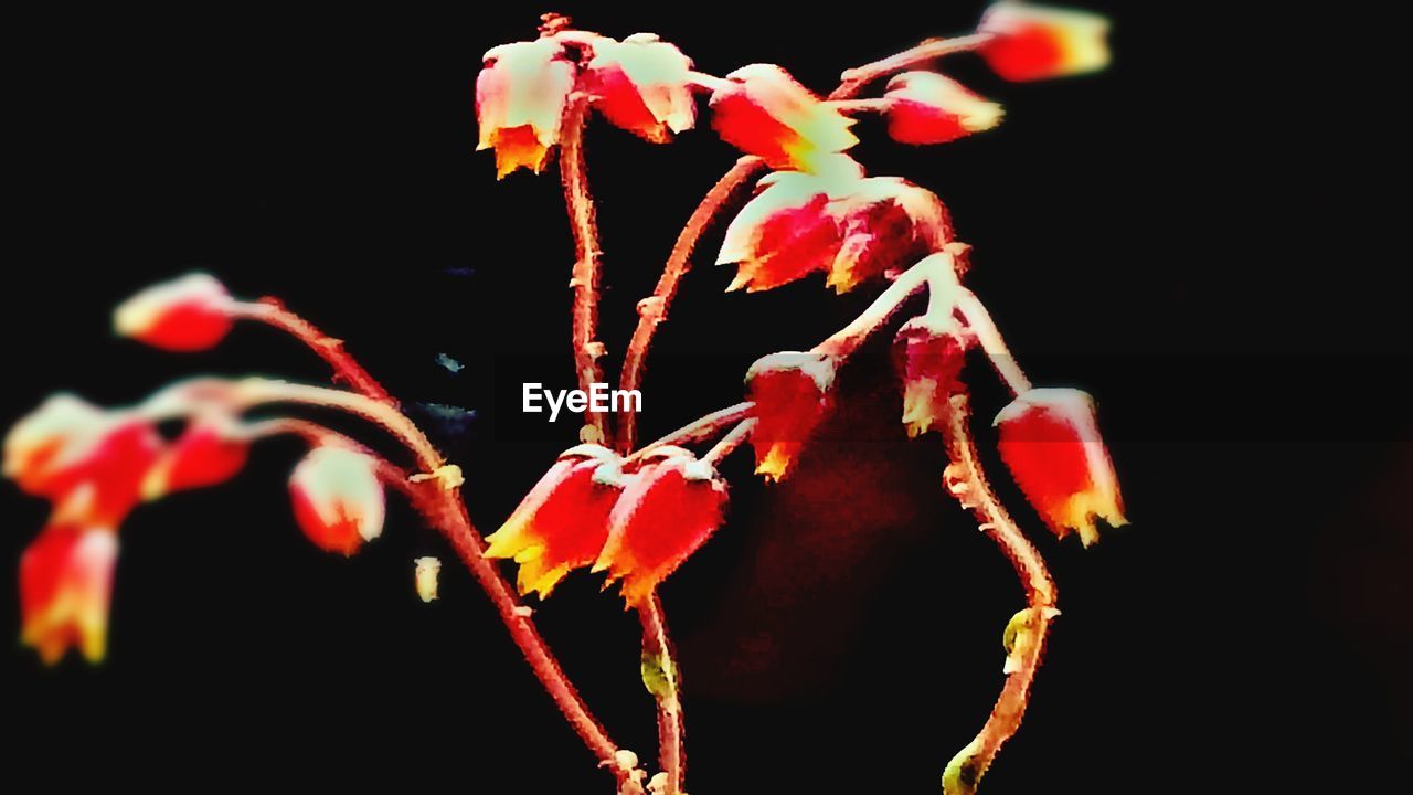 CLOSE-UP OF RED ROSES AGAINST BLACK BACKGROUND