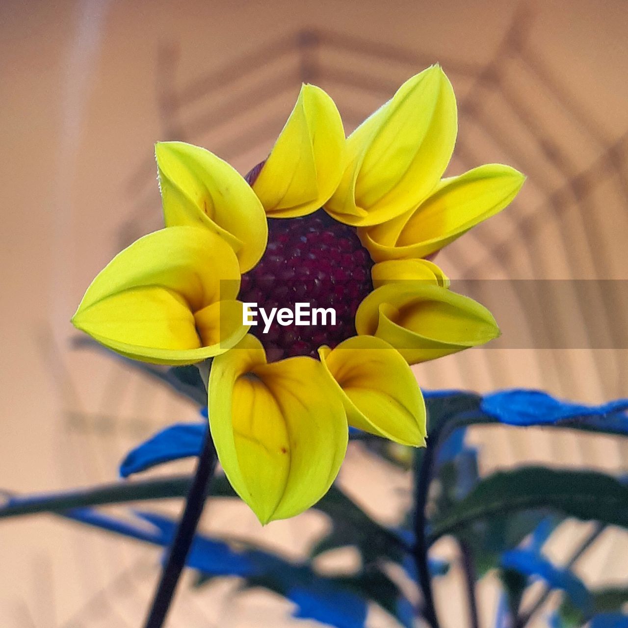 CLOSE-UP OF YELLOW FLOWERING PLANT AGAINST BLUE BACKGROUND