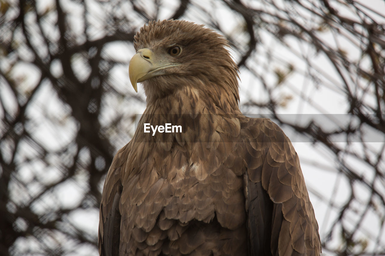 LOW ANGLE VIEW OF EAGLE PERCHING ON TREE