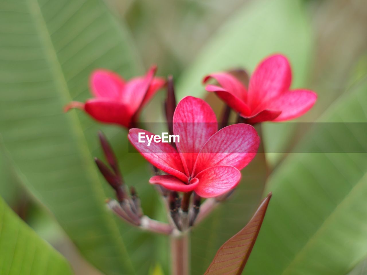Close-up of frangipani blooming outdoors