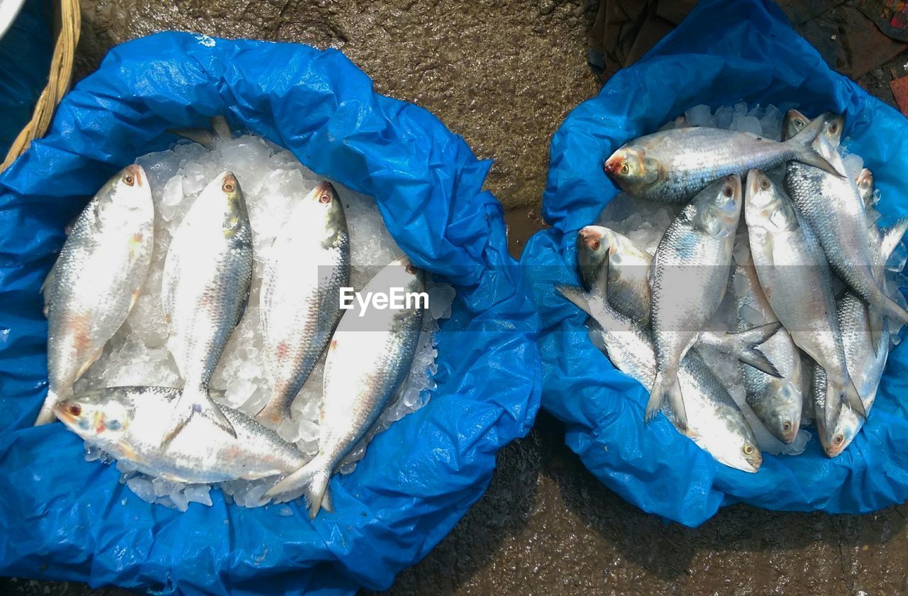 High angle view of fish in blue sacks for sale at market