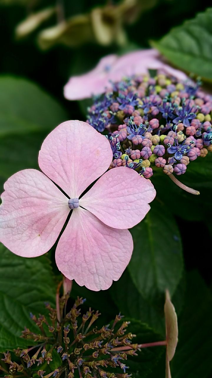 CLOSE-UP OF FLOWERS