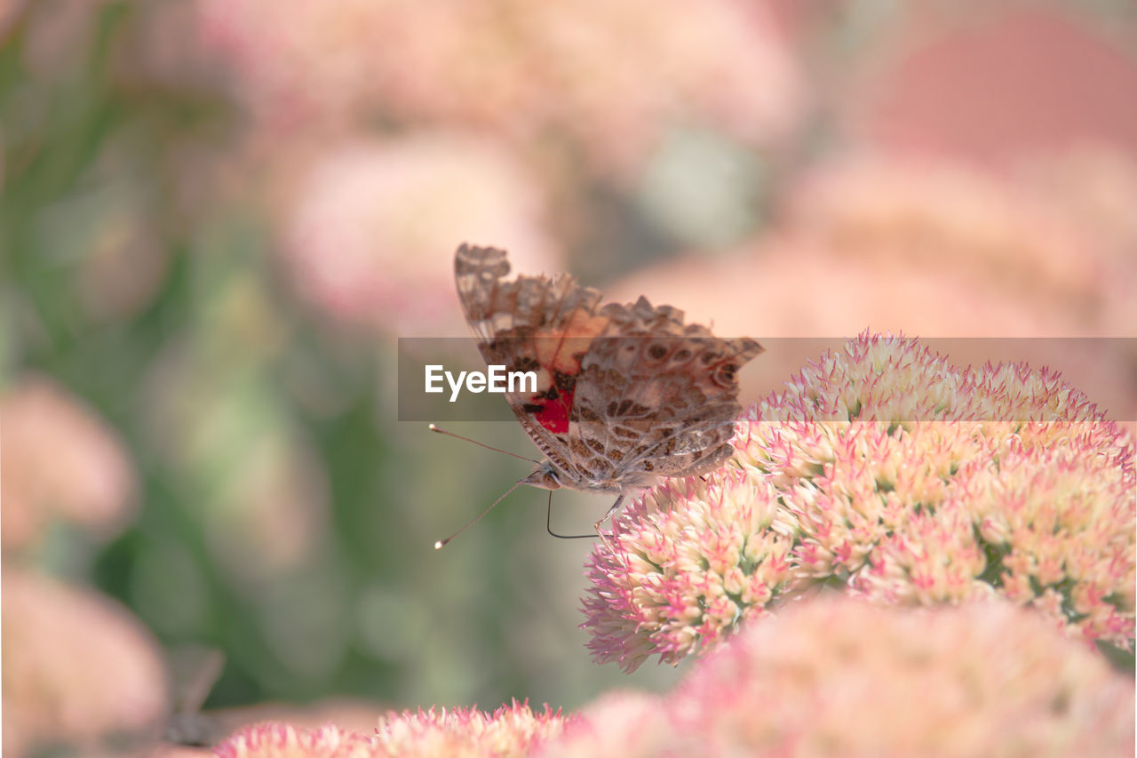 Close-up of butterfly pollinating on pink flower